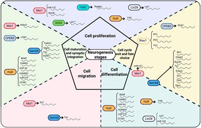 RNA-binding protein signaling in adult neurogenesis